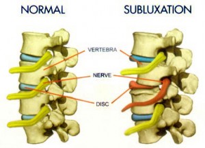 spine